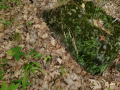 Bromus pubescens
