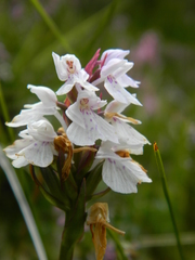 Dactylorhiza maculata ericetorum