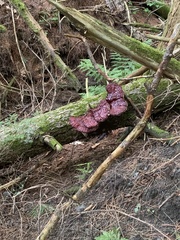 Ganoderma tsugae