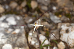 Caladenia capillata