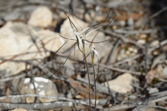 Caladenia capillata