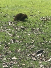 Tachyglossus aculeatus