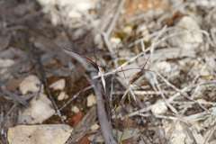 Caladenia capillata