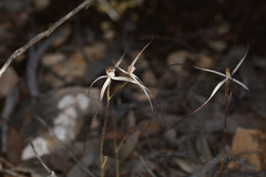 Caladenia capillata