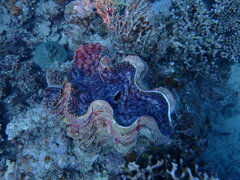 Tridacna squamosa
