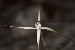 Caladenia capillata