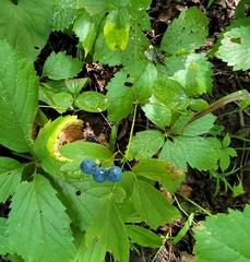 Caulophyllum thalictroides