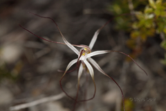 Caladenia capillata