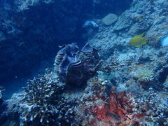 Tridacna squamosa