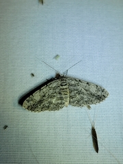 Anavitrinella pampinaria