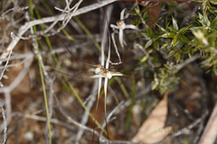Caladenia capillata
