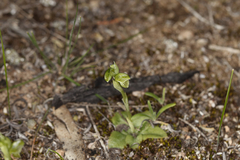 Pterostylis mutica
