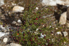 Dodonaea hexandra