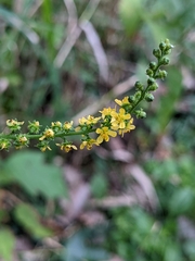 Agrimonia parviflora