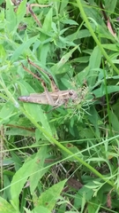 Melanoplus bivittatus