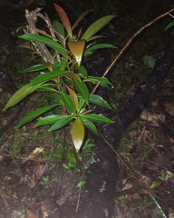 Elaeocarpus decipiens