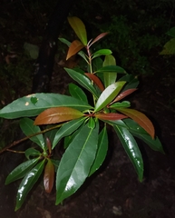 Elaeocarpus decipiens