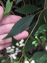 Ageratina riparia