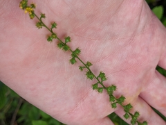 Agrimonia parviflora