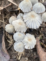 Setulosi