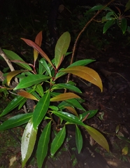 Elaeocarpus decipiens