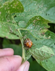 Leptinotarsa decemlineata