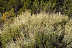 Choretrum glomeratum