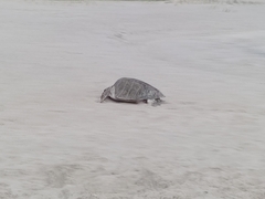 Lepidochelys olivacea