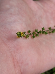 Agrimonia parviflora