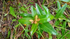 Gentiana cruciata
