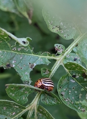 Leptinotarsa decemlineata