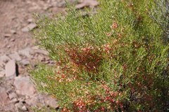 Dodonaea lobulata