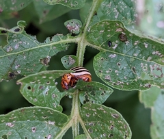 Leptinotarsa decemlineata