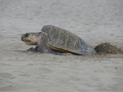 Lepidochelys olivacea