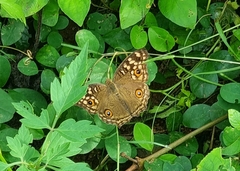 Junonia lemonias
