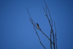 Coracina novaehollandiae