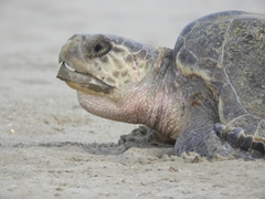 Lepidochelys olivacea