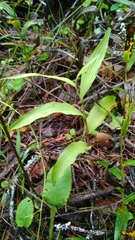 Epipactis atrorubens