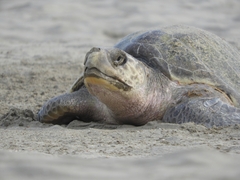 Lepidochelys olivacea