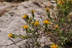 Ericameria discoidea