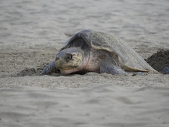Lepidochelys olivacea