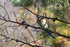 Psephotus varius