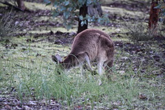 Macropus fuliginosus