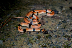 Sinomicrurus japonicus