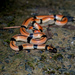 Japanese Coral Snake - Photo (c) asimov0803, some rights reserved (CC BY-NC)