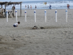 Lepidochelys olivacea