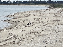 Haematopus longirostris