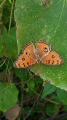 Junonia almana
