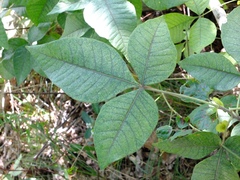 Ptelea trifoliata