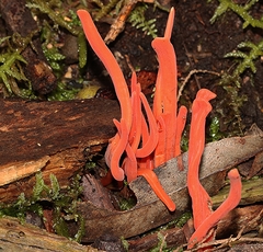 Clavulinopsis
